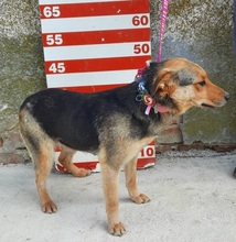 SEJLA, Hund, Mischlingshund in Slowakische Republik - Bild 4