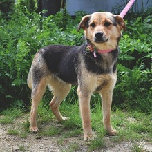 SEJLA, Hund, Mischlingshund in Slowakische Republik - Bild 5