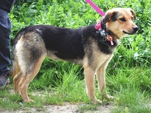 SEJLA, Hund, Mischlingshund in Slowakische Republik - Bild 6