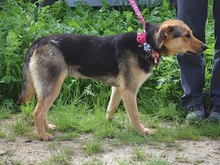 SEJLA, Hund, Mischlingshund in Slowakische Republik - Bild 7