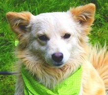 LIVIUS, Hund, Mischlingshund in Slowakische Republik - Bild 1