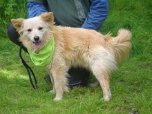 LIVIUS, Hund, Mischlingshund in Slowakische Republik - Bild 10