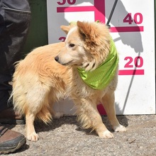 LIVIUS, Hund, Mischlingshund in Slowakische Republik - Bild 11