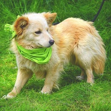 LIVIUS, Hund, Mischlingshund in Slowakische Republik - Bild 2