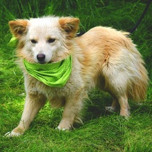 LIVIUS, Hund, Mischlingshund in Slowakische Republik - Bild 3