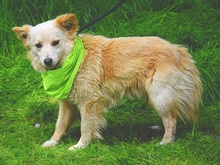 LIVIUS, Hund, Mischlingshund in Slowakische Republik - Bild 4