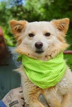 LIVIUS, Hund, Mischlingshund in Slowakische Republik - Bild 5