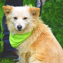 LIVIUS, Hund, Mischlingshund in Slowakische Republik - Bild 6