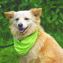 LIVIUS, Hund, Mischlingshund in Slowakische Republik - Bild 7