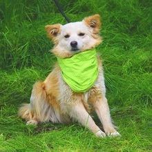 LIVIUS, Hund, Mischlingshund in Slowakische Republik - Bild 8