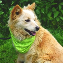 LIVIUS, Hund, Mischlingshund in Slowakische Republik - Bild 9
