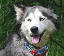 ETNA, Hund, Husky Mischling in Slowakische Republik - Bild 1