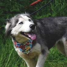 ETNA, Hund, Husky Mischling in Slowakische Republik - Bild 10