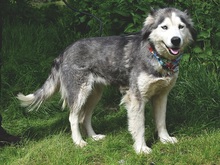 ETNA, Hund, Husky Mischling in Slowakische Republik - Bild 2