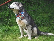 ETNA, Hund, Husky Mischling in Slowakische Republik - Bild 3