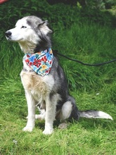 ETNA, Hund, Husky Mischling in Slowakische Republik - Bild 5