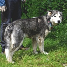 ETNA, Hund, Husky Mischling in Slowakische Republik - Bild 7