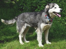 ETNA, Hund, Husky Mischling in Slowakische Republik - Bild 8