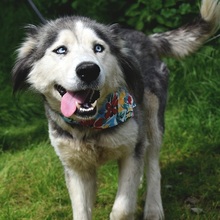 ETNA, Hund, Husky Mischling in Slowakische Republik - Bild 9