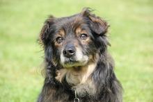 FRODO, Hund, Mischlingshund in Meckenbeuren - Bild 1