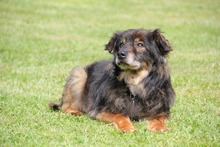 FRODO, Hund, Mischlingshund in Meckenbeuren - Bild 2