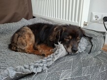 FRODO, Hund, Mischlingshund in Meckenbeuren - Bild 3
