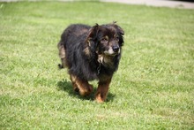 FRODO, Hund, Mischlingshund in Meckenbeuren - Bild 4