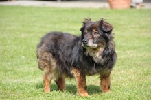 FRODO, Hund, Mischlingshund in Meckenbeuren - Bild 5