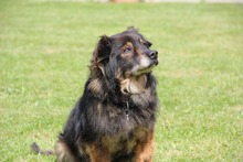 FRODO, Hund, Mischlingshund in Meckenbeuren - Bild 6