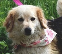 CLEAY154, Hund, Mischlingshund in Slowakische Republik - Bild 1