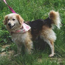 CLEAY154, Hund, Mischlingshund in Slowakische Republik - Bild 2