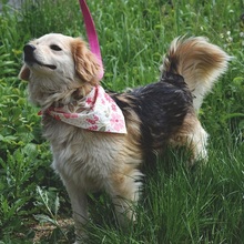 CLEAY154, Hund, Mischlingshund in Slowakische Republik - Bild 3