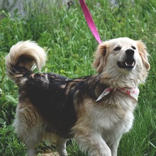 CLEAY154, Hund, Mischlingshund in Slowakische Republik - Bild 4