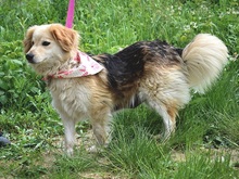 CLEAY154, Hund, Mischlingshund in Slowakische Republik - Bild 5