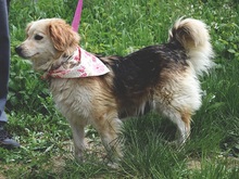 CLEAY154, Hund, Mischlingshund in Slowakische Republik - Bild 6