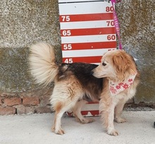 CLEAY154, Hund, Mischlingshund in Slowakische Republik - Bild 7