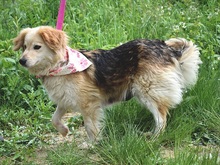 CLEAY154, Hund, Mischlingshund in Slowakische Republik - Bild 8