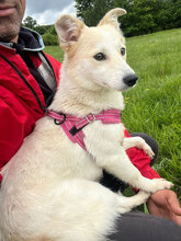 SALINA, Hund, Mischlingshund in Rumänien - Bild 1
