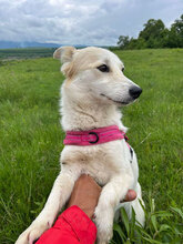 SALINA, Hund, Mischlingshund in Rumänien - Bild 3