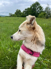 SALINA, Hund, Mischlingshund in Rumänien - Bild 4
