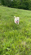 SALINA, Hund, Mischlingshund in Rumänien - Bild 5