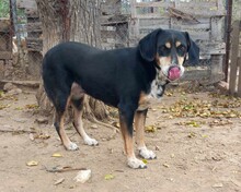 ELPIDA, Hund, Mischlingshund in Griechenland - Bild 1