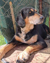 ELPIDA, Hund, Mischlingshund in Griechenland - Bild 2