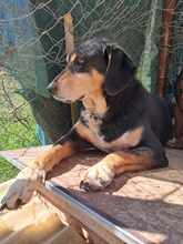 ELPIDA, Hund, Mischlingshund in Griechenland - Bild 3