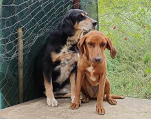 ELPIDA, Hund, Mischlingshund in Griechenland - Bild 4
