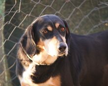 ELPIDA, Hund, Mischlingshund in Griechenland - Bild 5