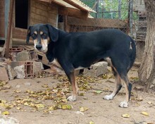 ELPIDA, Hund, Mischlingshund in Griechenland - Bild 6