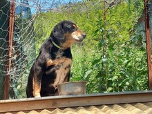 ELPIDA, Hund, Mischlingshund in Griechenland - Bild 7