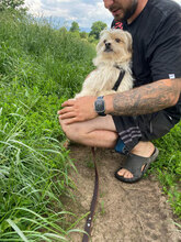 FLORI, Hund, Mischlingshund in Rumänien - Bild 2