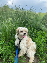 FLORI, Hund, Mischlingshund in Rumänien - Bild 4
